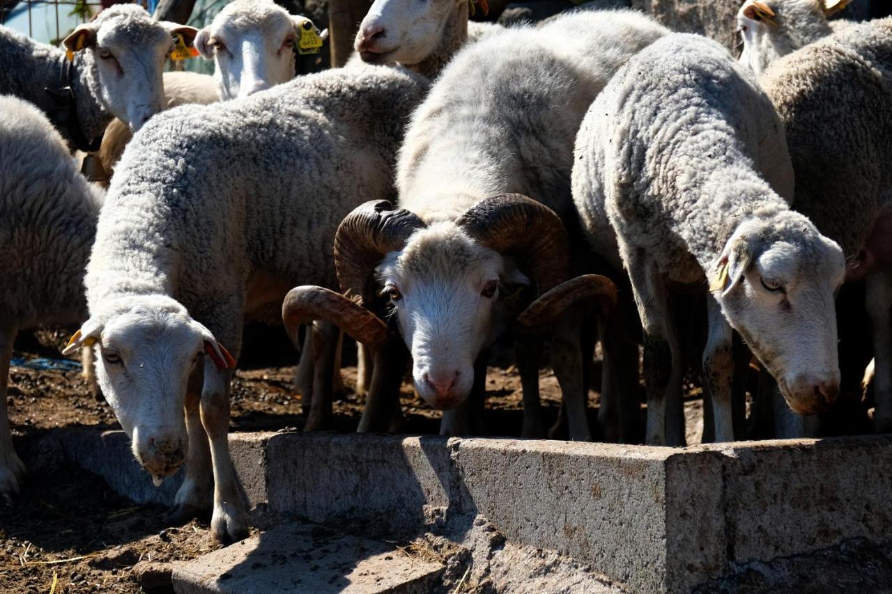 فيلا Quinta Do Chaozinho Alijó المظهر الخارجي الصورة
